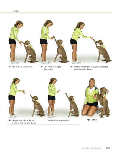 House Training An Adult Dog – Solving Common Issues